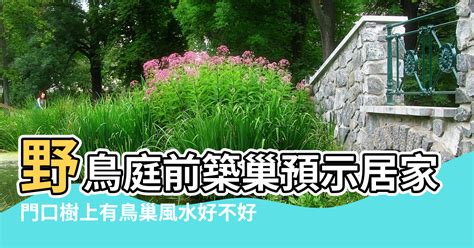 家中有鳥築巢 風水|鳥巢風水：2024趨吉避兇